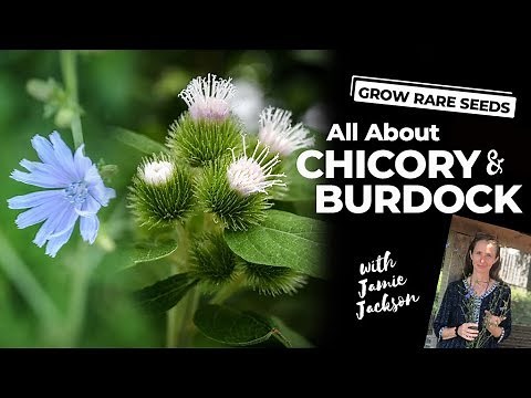 Medical Herbs | All About Chicory and Burdock