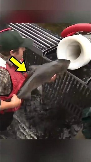 How Fish Ladders Work 🪜🐟