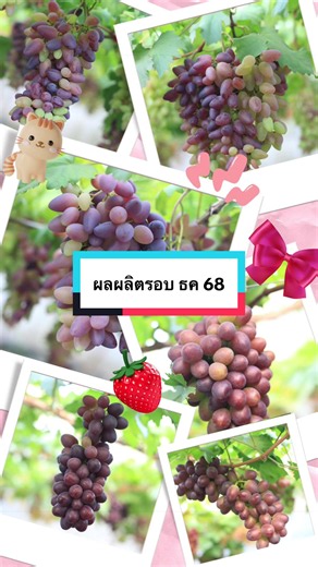 ผลผลิต เมื่อ ธค 68 #องุ่น #สวนองุ่น #การปลูกองุ่น #ต้นพันธุ์องุ่น #กิ่งพันธุ์องุ่น