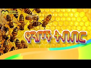 የንቦች ትብብር መዝሙር BEST BEE SONG/Nib Song | Ye Niboch Tibibir - የንቦች ትብብር መዝሙር/Ye Ethiopia Lijoch|