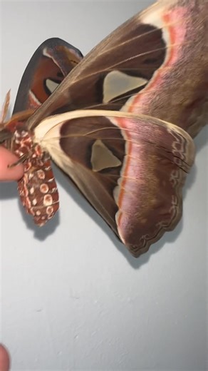 582K views · 23K reactions | I took some pupa out of a net last night because I needed the net and I have new ones coming, I figured these haven’t hatched in months so I’m sure they’ll be ok for one night on the side. Well look who decided to hatch!  | Jumping spider & Moth life | Facebook