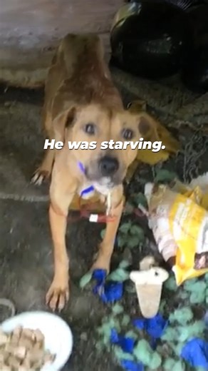 These aren’t isolated incidents—Every day, PETA’s team finds dogs who spend their ENTIRE LIVES in small, dirty, flea-infested backyards, forced to watch as the world passes them by 💔😔 Our field workers work hard to make their days a little brighter 🌟 | PETA (People for the Ethical Treatment of Animals)