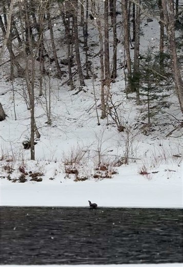 Encounters with Nature: Otter Sighting in Winter