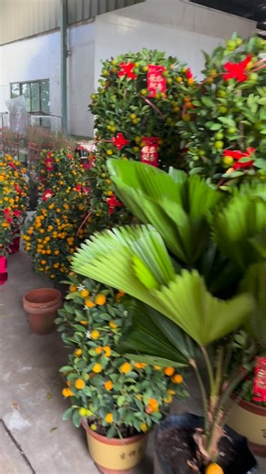 Toh Garden on Instagram: "🍊🍊🍊 #singapore #tohgarden #orange #prosperity #fourseasons tropical farm cny2026 tree decor kamquat jinju fourseasonslime shaju dragonheart tiers colorsofnature orchidgarden blossom spring abundance hana 花 pretty chinesenewyear bold festive farmer flowers orchidfarmer water waterme"