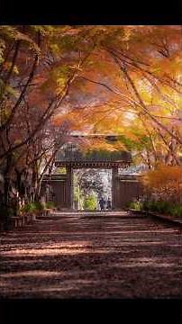 [Photographer: Ryota] I photographed autumn leaves! #photography #rkphoto #SLR #mirrorless #autum...