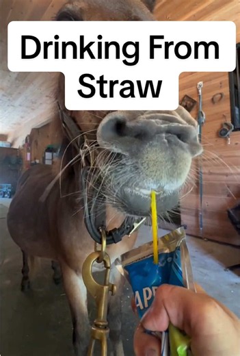 Can horses drink through a straw? #goodtoknow #vet #horse #water #survival