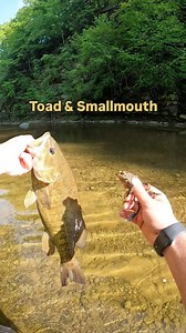 649K views · 10K reactions | Triple catch! Two toads and a smallmouth caught within a few seconds of eachother. You never know what you’ll find walking the creek!  • • • #fishing #bassfishing #toad #creek #outdoors | Fishlikemike | Facebook