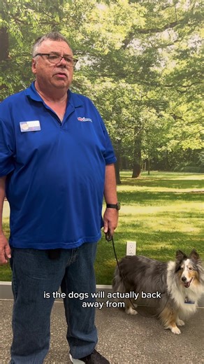 62K views · 329 reactions | Emergency recall training is essential to keeping your dog safe and out of harm’s way. Area dog trainer Bill and his partner Jade share some tips for teaching your dog this very important cue!  #DogTraining #DogTrainingTips #PetSmartTraining #PetSmartCanada #RecallTraining #AnythingForPets | PetSmart | Facebook