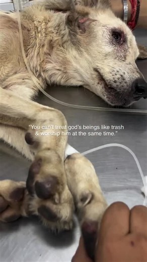 Scovia dogs rescue | Behind these eyes is pain, hunger, and fear—but also hope. Your support can bring food, treatment, and safety to dogs who have been... | Instagram