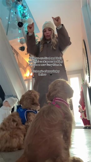 Meet Noel and Holly, Adorable Mini Cockapoos!