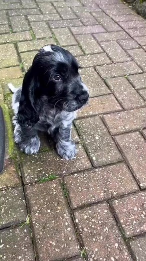 1.2M views · 18K reactions | Hey♥️ | Cocker spaniel puppies for adoption near me | Facebook