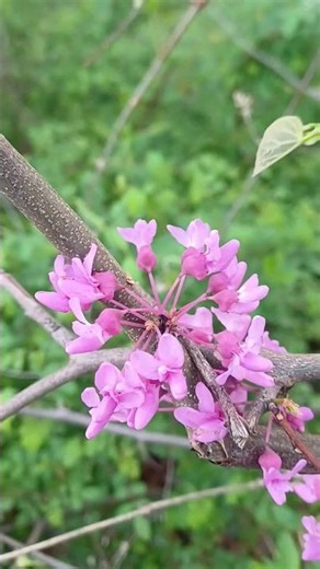 Nature talking in spring here around #spring #nature #flower #blossom