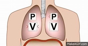 Boyles Law from Respiratory System - Anatomy & Physiology Online on Make a GIF