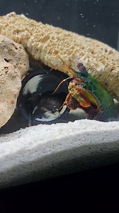 121K views · 740 reactions | Peacock Mantis Shrimp VS Crab!. #shrimp #crab #fishtank | Fish With Tony Mustache | Facebook