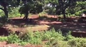 85K views · 703 reactions | Les villageois de la commune de Bouéni...