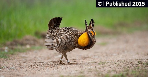 The Fight to Save a Prairie Chicken (Published 2015)