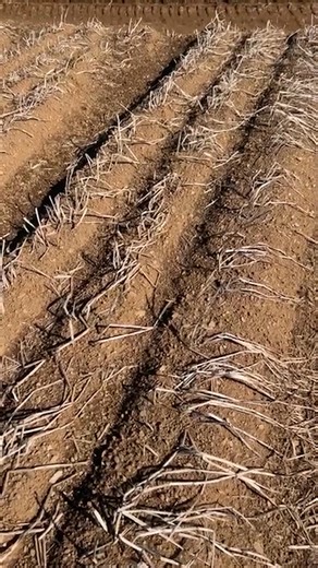 Beautiful weather for some spud harvesting last week! EW Button and Son have been out in the fields with their Grimme Select 200 and Varitron 220, turning perfect conditions into a productive day. 🥔☀️ | Hamblys