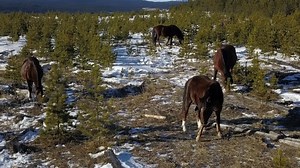 19K views · 1.6K reactions | NOTICE: this is a re-run from January 17, 2021 Some things mentioned in this video are no longer relevant. For example, no cull is imminent nor pending. And obviously the comment about Baby Steele, having dark bay tendencies was quite incorrect. Life would be very boring if I was perfect. I tried that for a while. | Help Alberta Wildies Society | Facebook