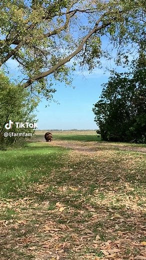 Funny Pig Boots Compilations