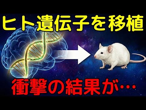 マウスの脳が異常成長！ヒト遺伝子の驚愕性能が判明