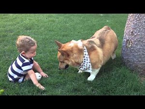 Corgi playing catch with baby