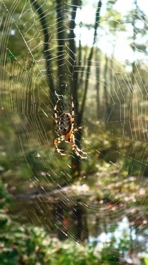 Spider at Work: Cinematic Web Building #SpiderArt #NatureCinematic #SlowMotionBeauty