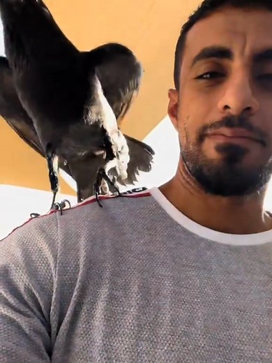 Exploring the Fascinating World of Ravens