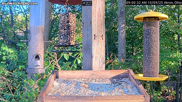 🔴 LIVE Bird Feeder Cam in Ohio (10/10/2025) - Cardinals, Goldfinches, Woodpeckers, Blue Jays