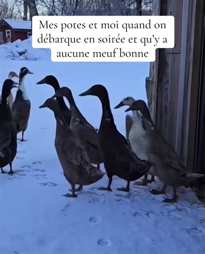 Funny Duck Moments with Friends During a Party