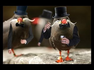 Birds with Arms Compilation #3