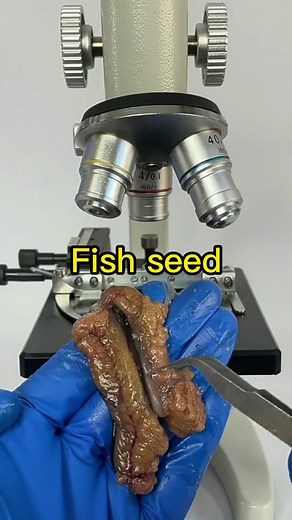 Exploring Fish Tissue Under Microscope Magnification