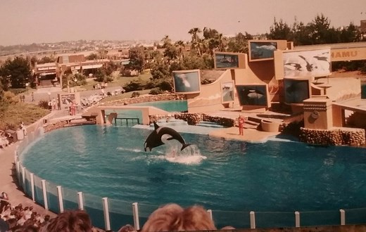 What Really Happened to Shamu, SeaWorld's Most Famous Orca