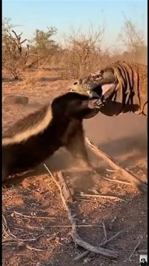 Can a Honey Badger Survive a Komodo Attack?