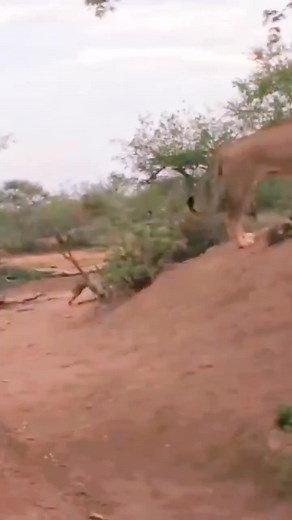 Hungry lion attack on hyena pups den 😫 _ _ _ _ _ _ _ _ #hyena #lion #lionvshyena #hyenapups #wildshorts #wildstatus #wildanimalsafari #wildanimals #wildlifeofindia #wildlifeprotection #wildlifeonearth #wildlife_shots #wildlifeaddicts #wildlife_inspired #wildlife #nature #wildliveplanet #discovery #krugersightings #krugernationalpark #maasaimaara #netgeowildlife #nationalgeogarophic | Sophia Gate