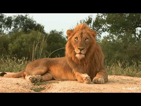 Dance of claws - SafariLIVE Sunset - 28 March 2026