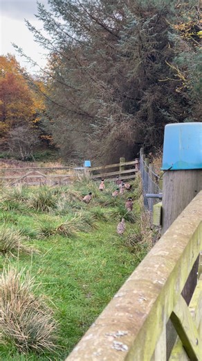 77K views · 665 reactions | Affordable days shooting We have 3 days available in both December and January for some walked up and mini driven days 30/40 birds pheasant and partridges. 8/9 guns £175 per person #poults #pheasants #patridge #ducks #gamefarm #gamefarming #gamerearing #rearingseason #gamekeeping #gamekeepers #rearing #familybusiness #ruralbusiness #viralvideo | North East Pheasants and Partridge | Facebook