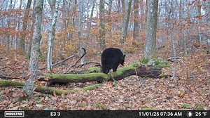 28K views · 469 reactions | Gorgeous coat  | Eric J Post | Facebook