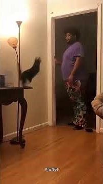 These Clumsy Cats Are Too Funny #fyp 🐈