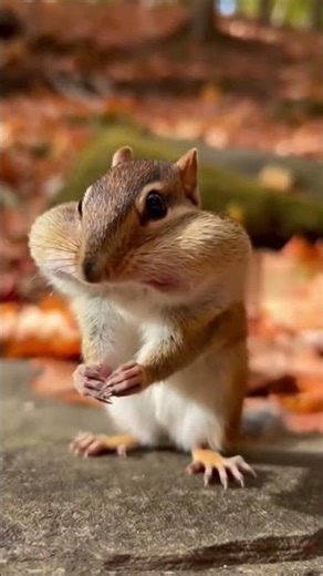 This Chipmunk Eating Peanuts Is Melting the Whole Internet! 🥜#Chipmunk #PeanutLover #AuraWildlife