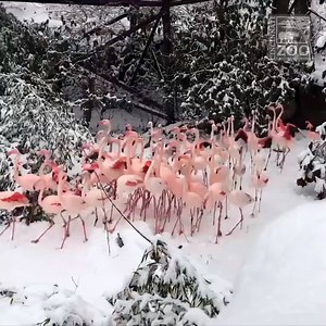 It's Penguin Days at the Zoo with discounted admission every day! Penguin parades will take place at 11am on Saturdays and Sundays as long as it's below 50 degrees! Due to the warm weather today we will have a penguin chat inside Wings of the World instead of the parade. To see the full animal encounter schedule click here - http://cincinnatizoo.org/events/penguin-days/ | Cincinnati Zoo & Botanical Garden