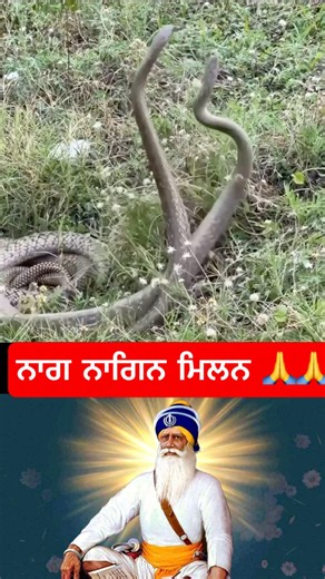 #waheguru #gurbanishabad #wahguru #kirtan #waheguruji ​⁠​⁠​⁠‪@gurbanishort1‬