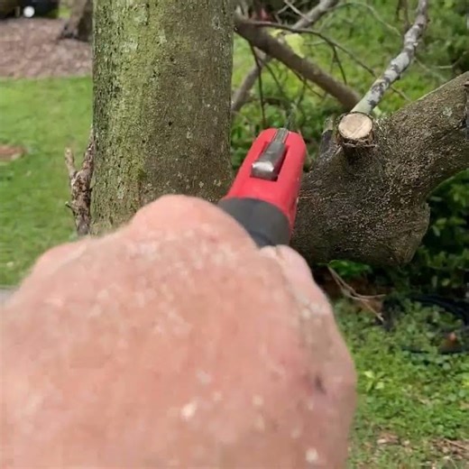 ( TOTAL FAIL: DIDN'T WORK ) How to REVIVE a DEAD LOOKING CITRUS TREE After It's Burned by Freeze!