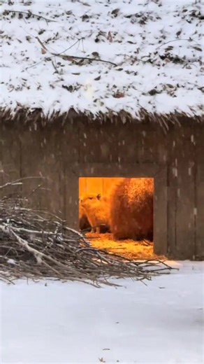 Capybara Love: The Peaceful Blessing of Nature