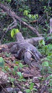 316K views · 1.4K reactions | “วัฏจักรธรรมชาติ/Cycle of nature. ตัวเงินตัวทอง/Common Water Monitor. Vs งูหลาม/Burmese Python. #ธรรมชาติสร้างรอยยิ้ม #อุทยานแห่งชาติเขาใหญ่ #Khaoyai National Park. #Memory | Dawan Pryce | Facebook