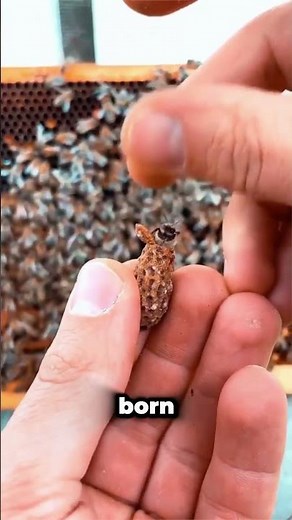 Why Bee Larvae Are Crushed