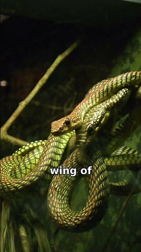 Watch How Flying Snakes Glide Like Airplanes!