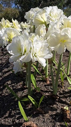 Amaryllis (Hippeastrum) 'Alfresco' in Full Bloom! 🤍🌸