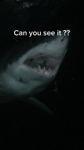 Mako Shark vs. Great White: What's the Difference?