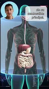 glutamine, digestive health and stress levels