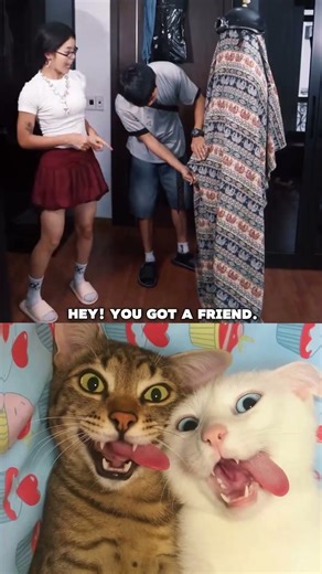 He found something 😭💀 #cat #dance #memes